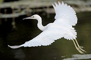 Little Blue Heron (juvenile)