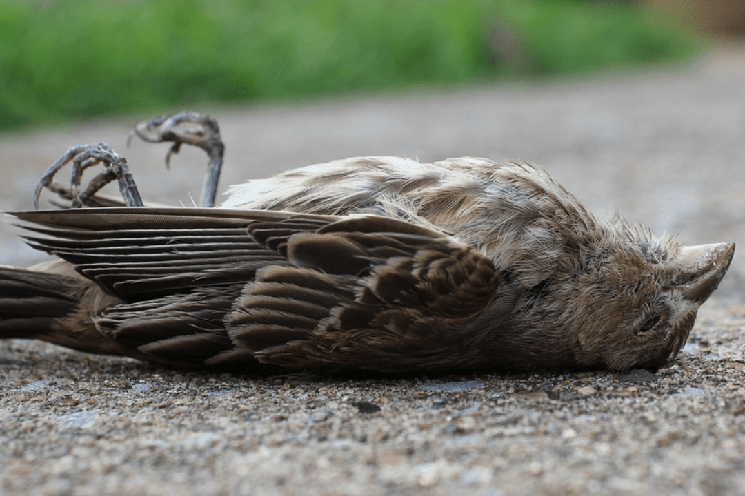 Deceased Bird on pavement