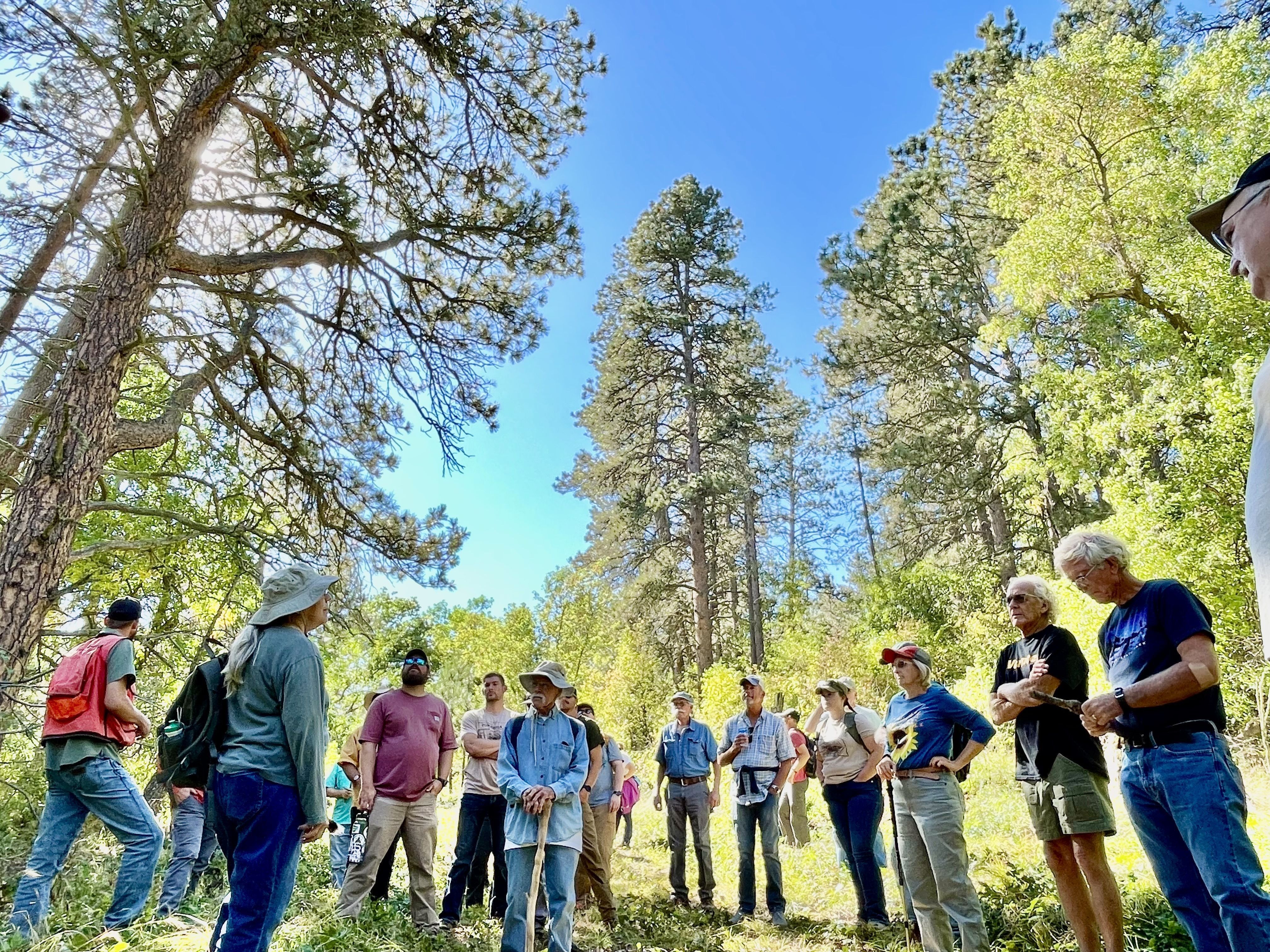 A group of people are standing in a forest with conifer and deciduous trees.