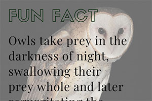 Fun Facts