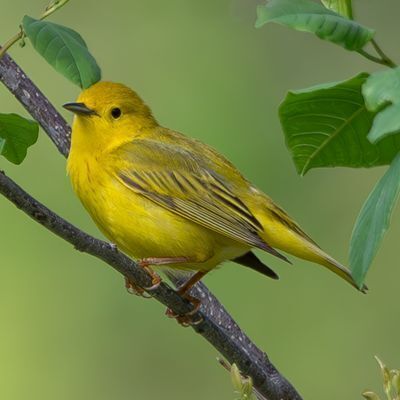 Yellow Warbler by Lucine Reinbold