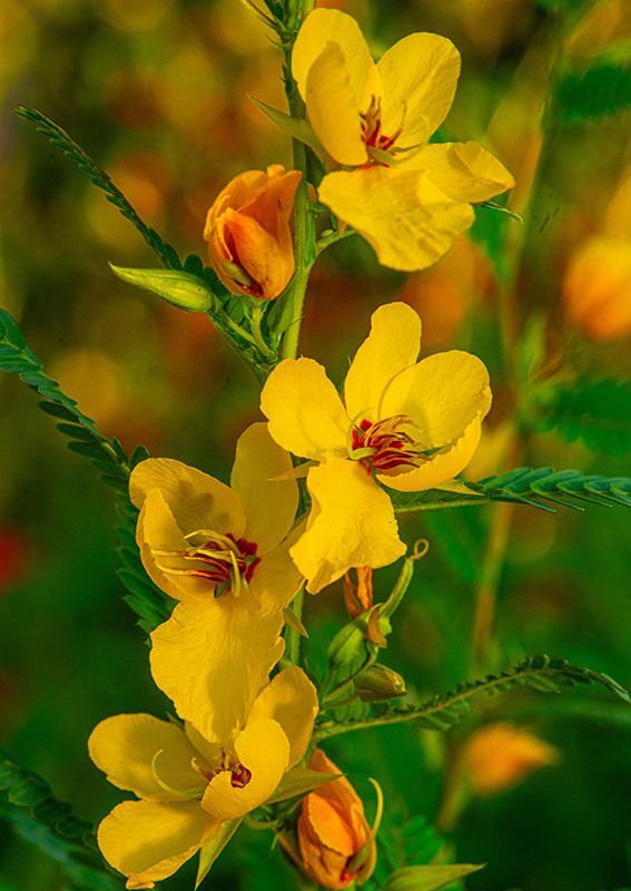 Partridge Pea