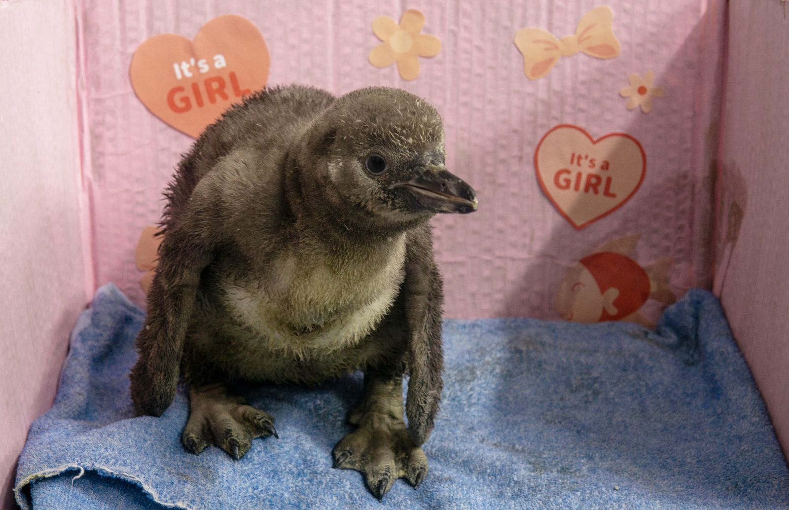 penguin-chick-name-voting-animals-lincoln-children-s-zoo
