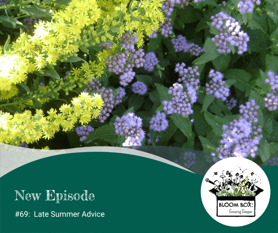 Yellow Wichita mountains goldenrod flowering with purple/blue flowers of blue mistflower.