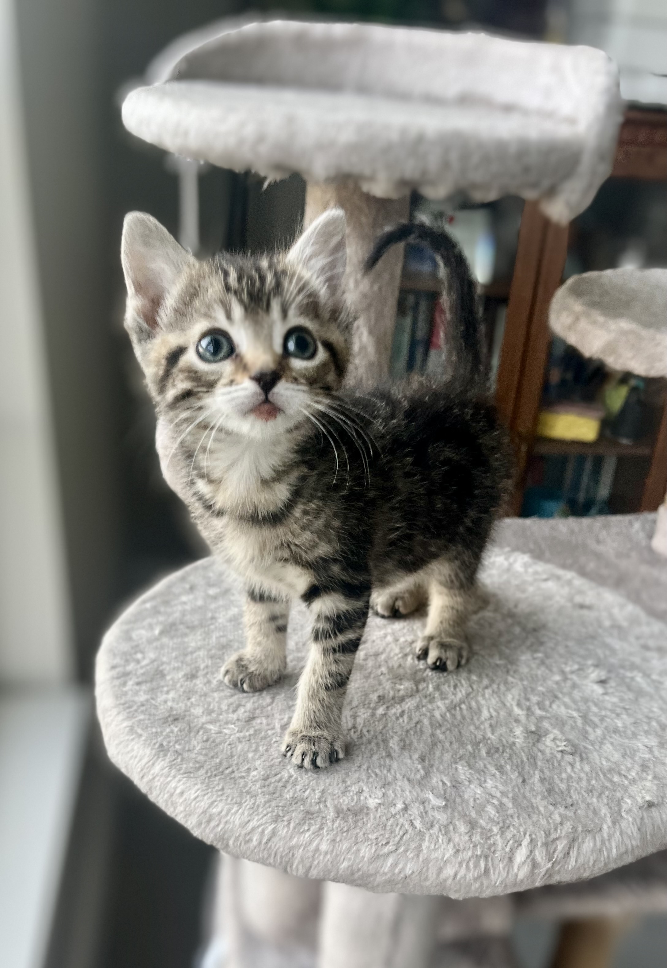 Cocoa