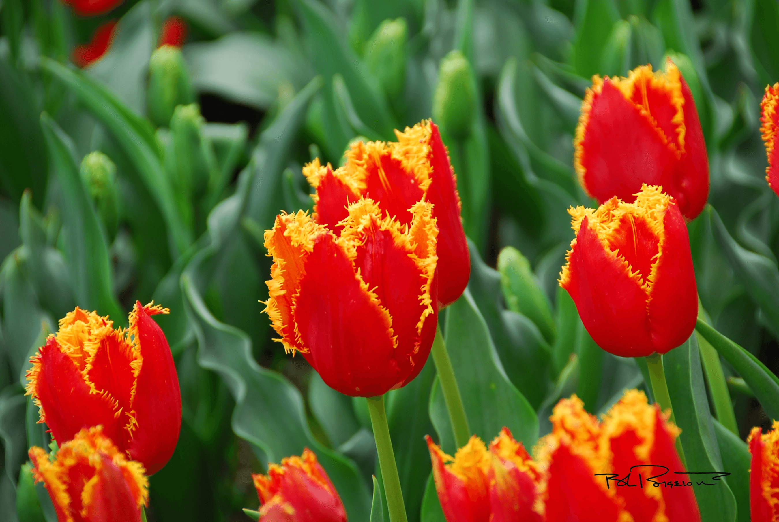 Tulips 2