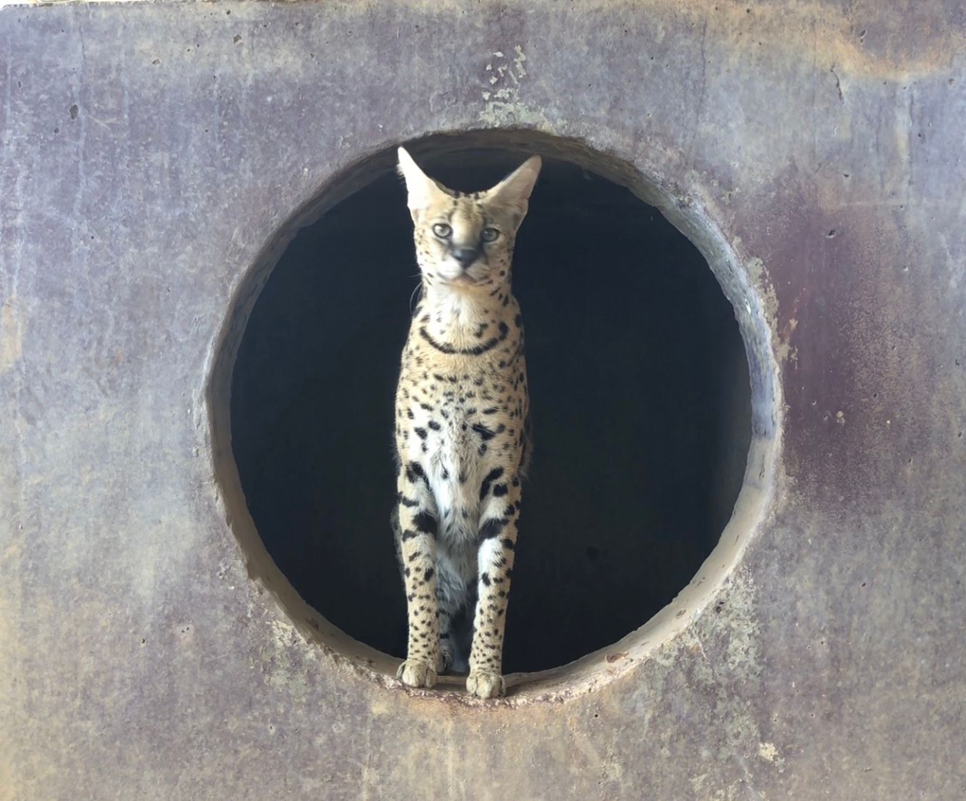 Meet Kevin the Serval!