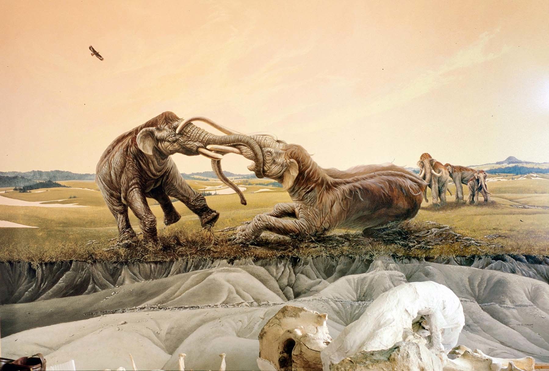 Clash of the Mammoths