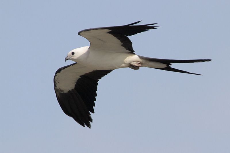 Swallow-tailed Kite