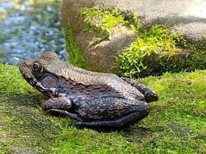 Bronze Frog