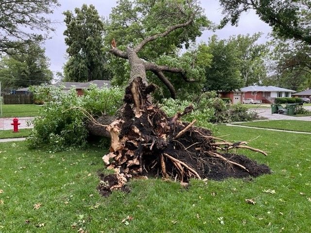 An uprooted large tree laying across lawn and sidewalk.