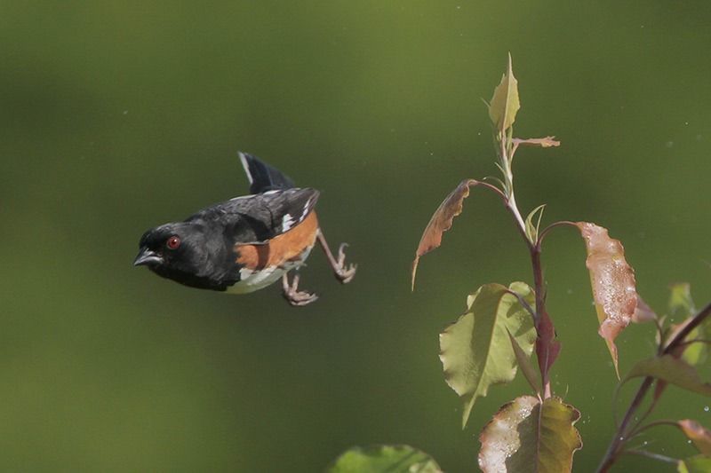 Eastern Towhee