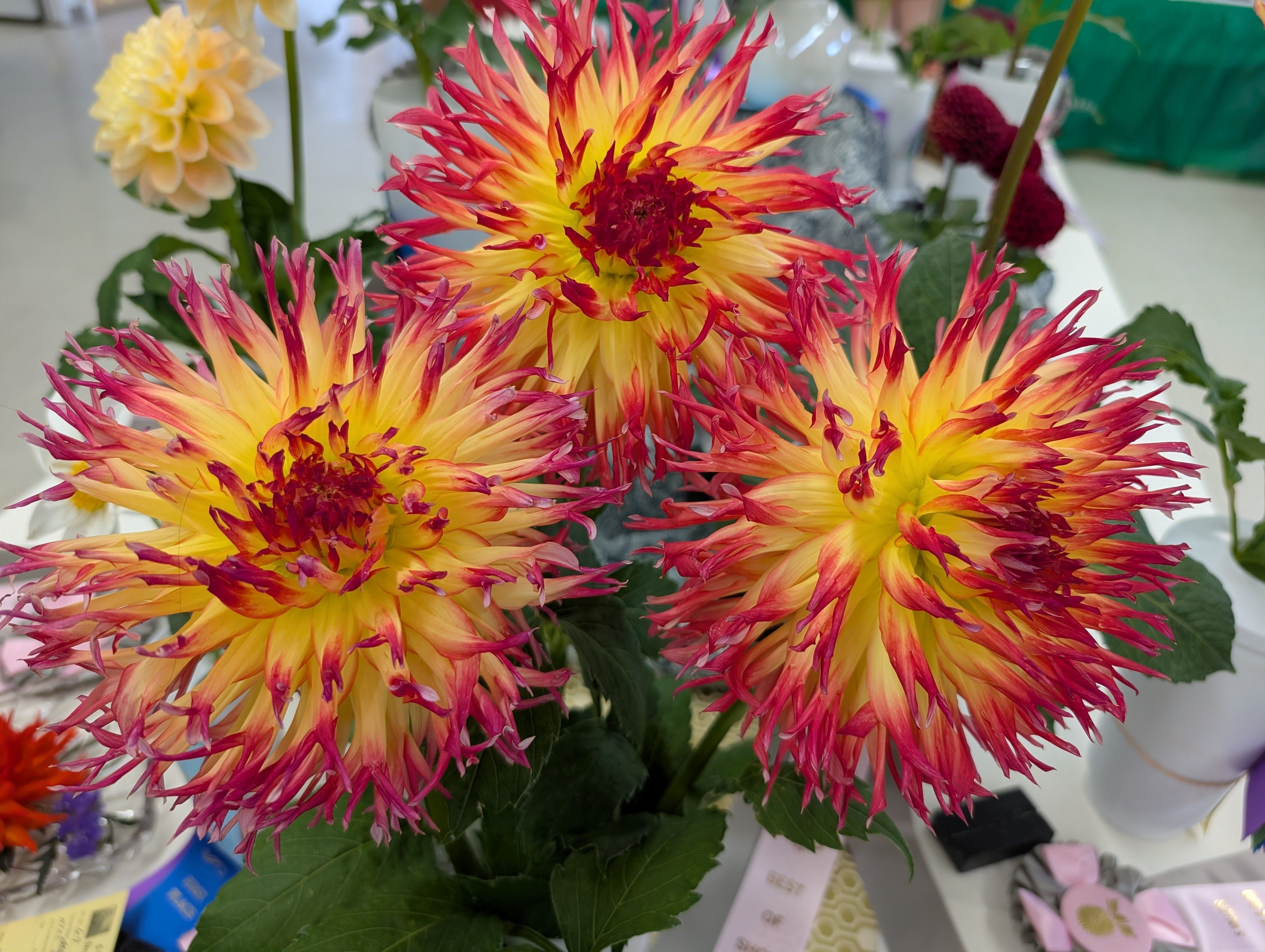 dahlia