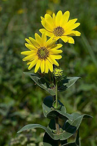 Ashy Sunflower