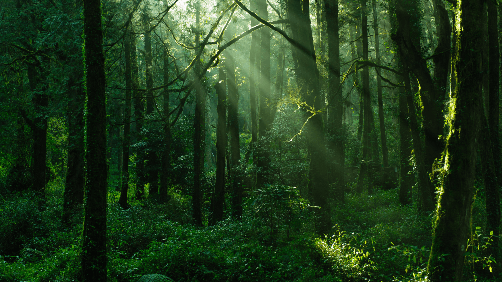 Image of lush, mature forest