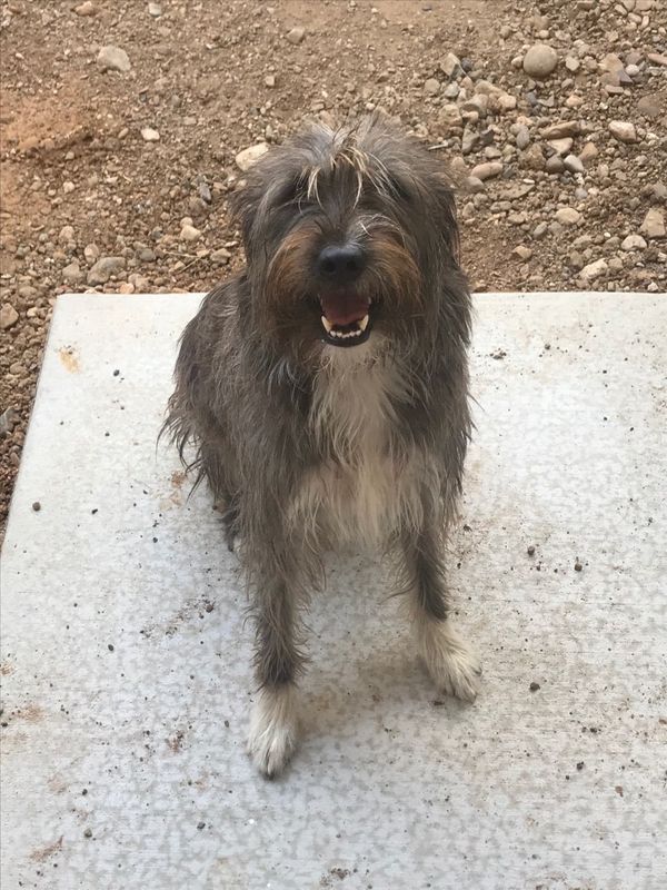 Rocky Three R Rescue Rocky : 3R Dogs : Adopt : 3R Rescue, Inc.