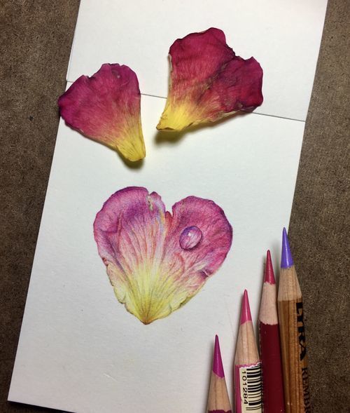 Scientific Illustration Class: Drawing a Rose Petal with a Dew