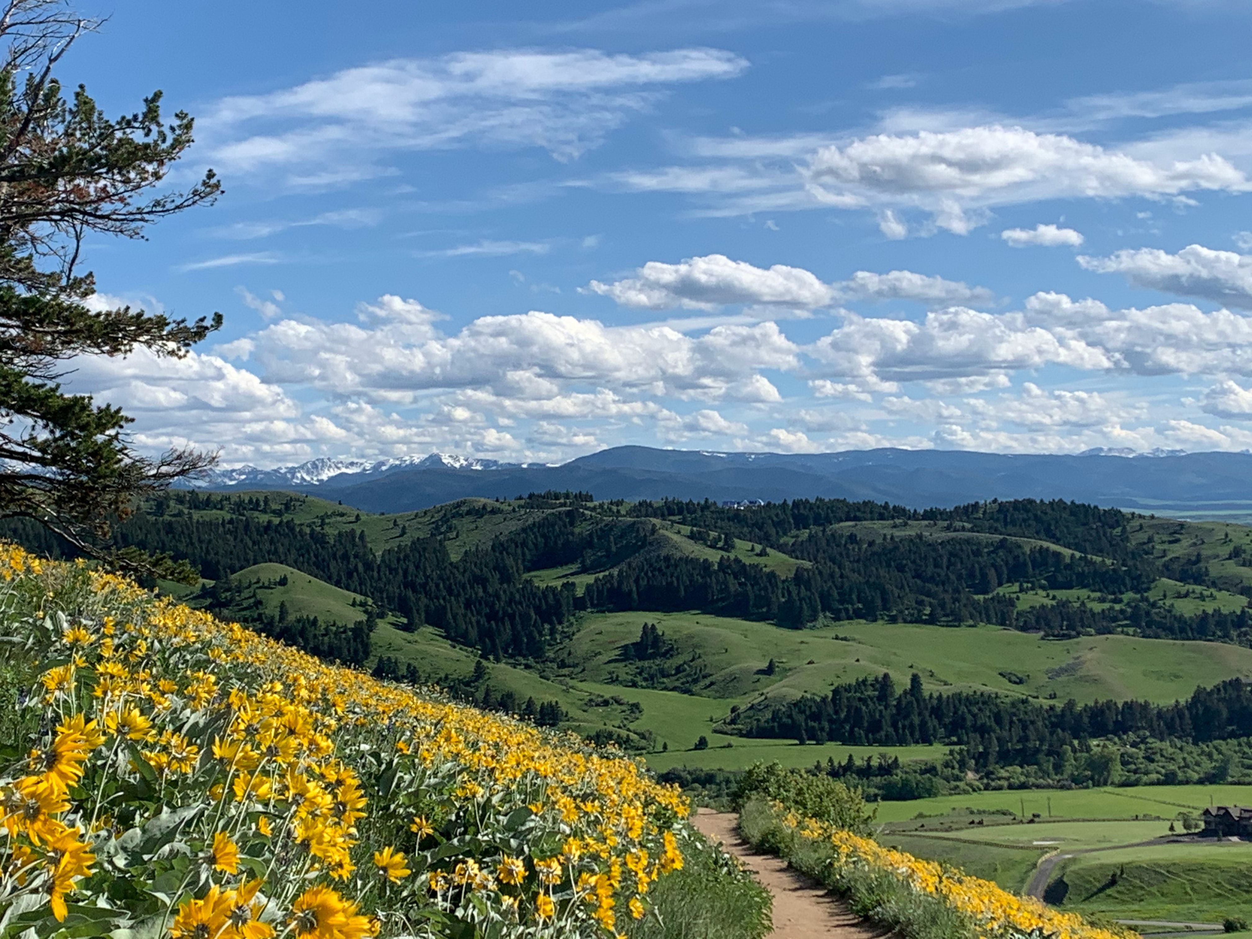 [Image Description: An expansive view of the snow capped peaks with rolling, green hills and fields of bright yellow flowers in the foreground.]