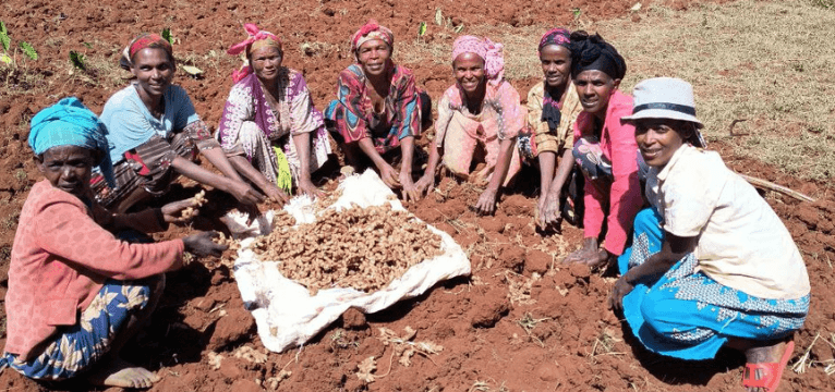 Ginger Queens: Harvesting Success Part 2