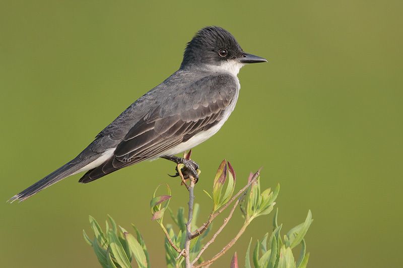 Eastern Kingbird