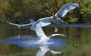 When do Trumpeter Swans learn to fly?