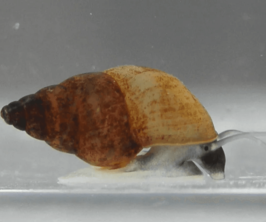 New Zealand Mudsnail