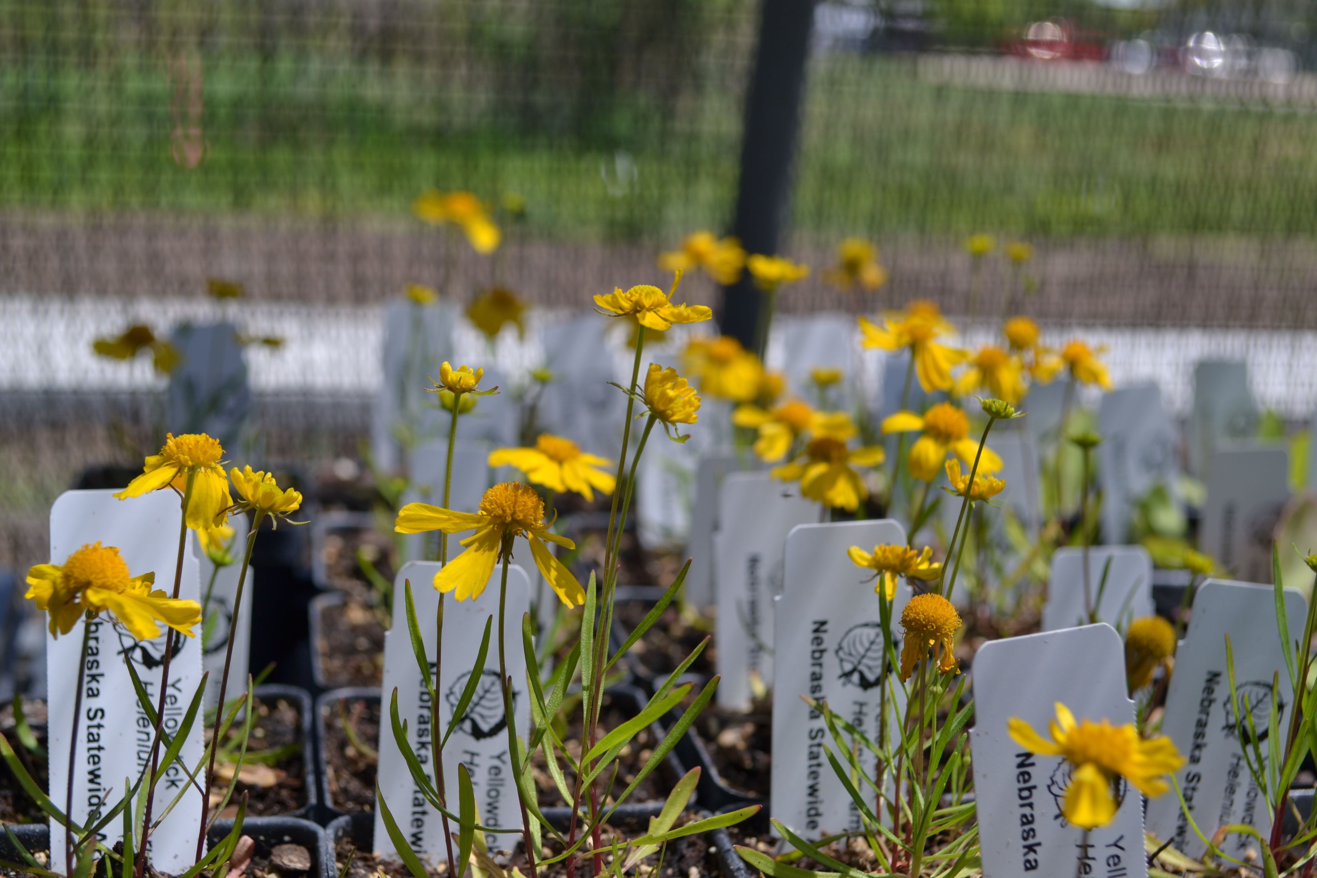 Coreopsis for sale at the NSA Plant Sale. 