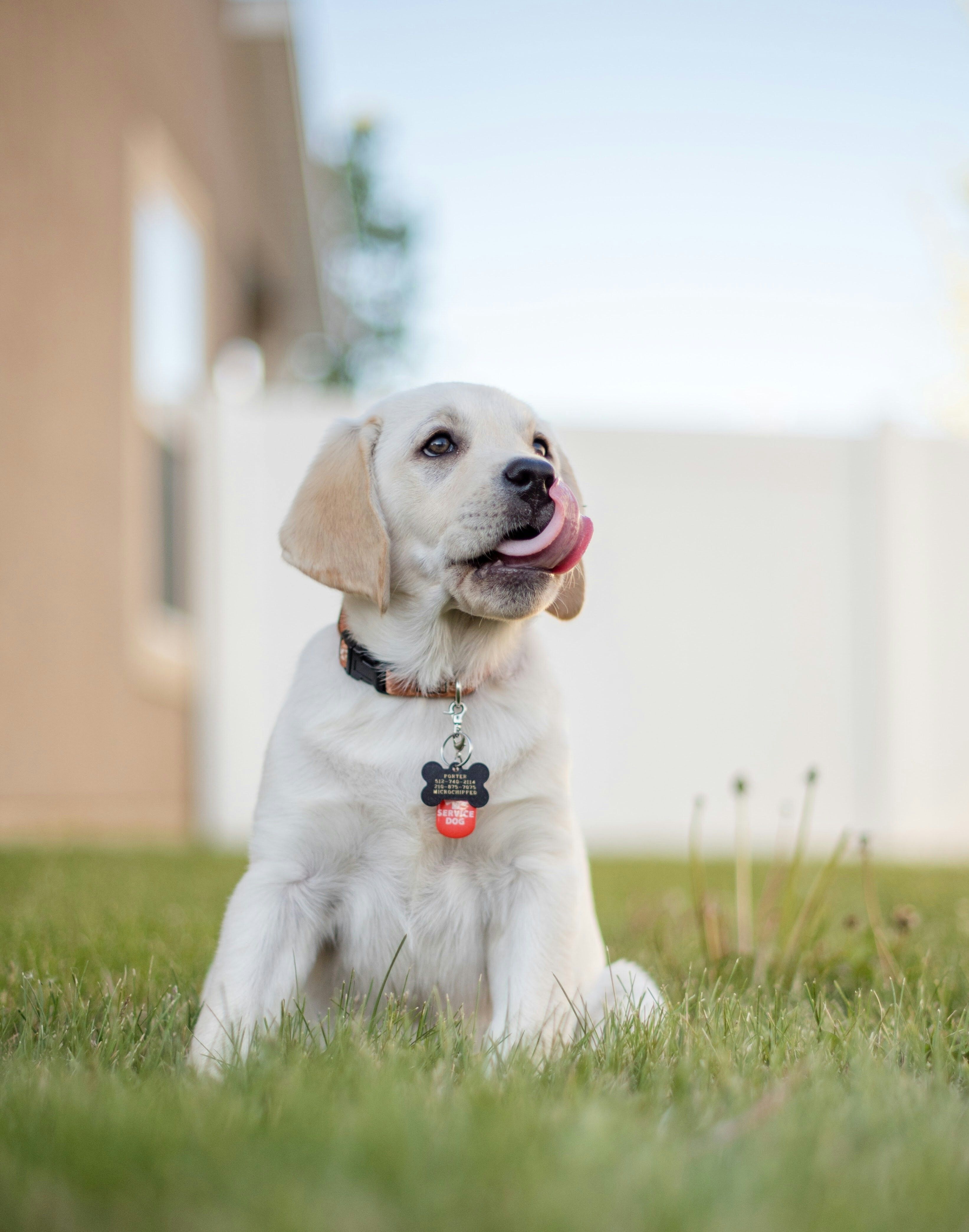 Free Personalized Pet ID Tags