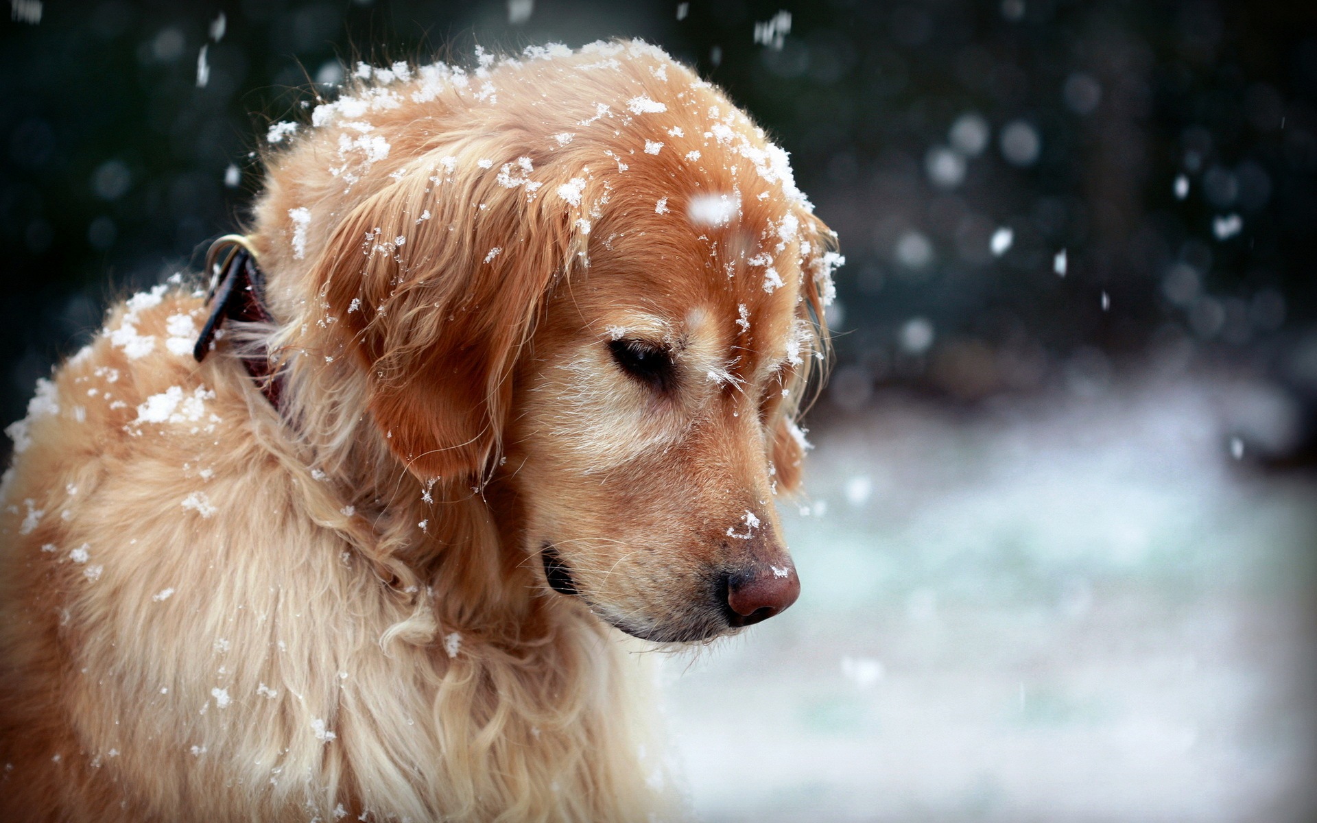 Pet Safety Tips for Winter