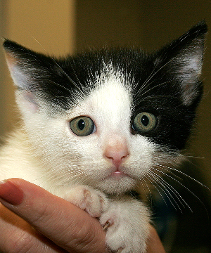 HEI HEI