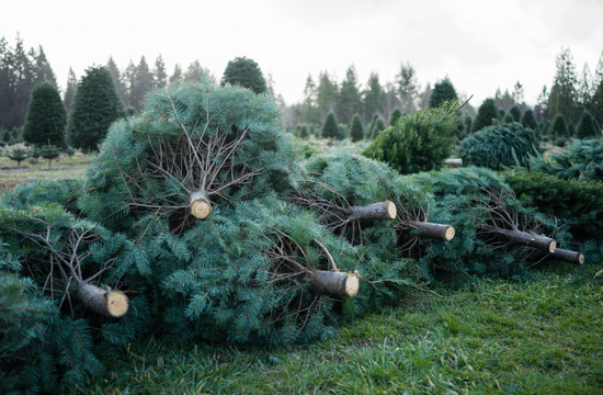 christmas trees piled on the ground at a drop-off site