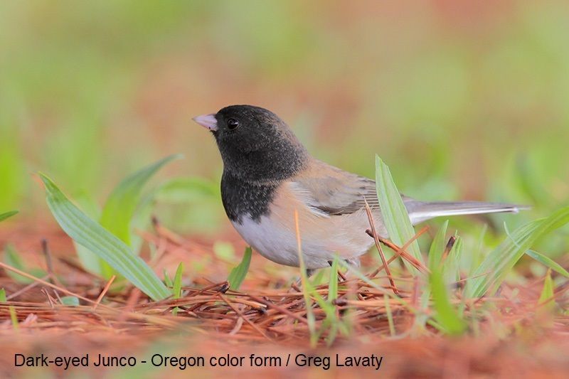 Dark-eyed Junco