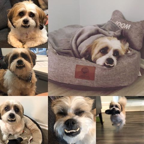 Ramapo Bergen Animal Refuge Inc Adopt Happy Tails