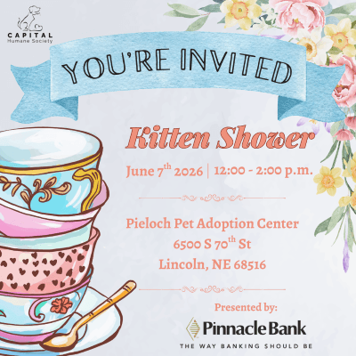 Kitten Shower