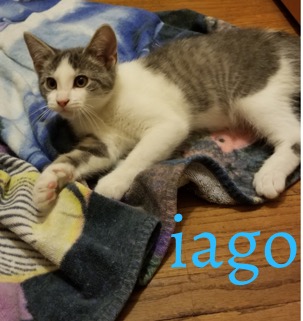 Iago 11319
