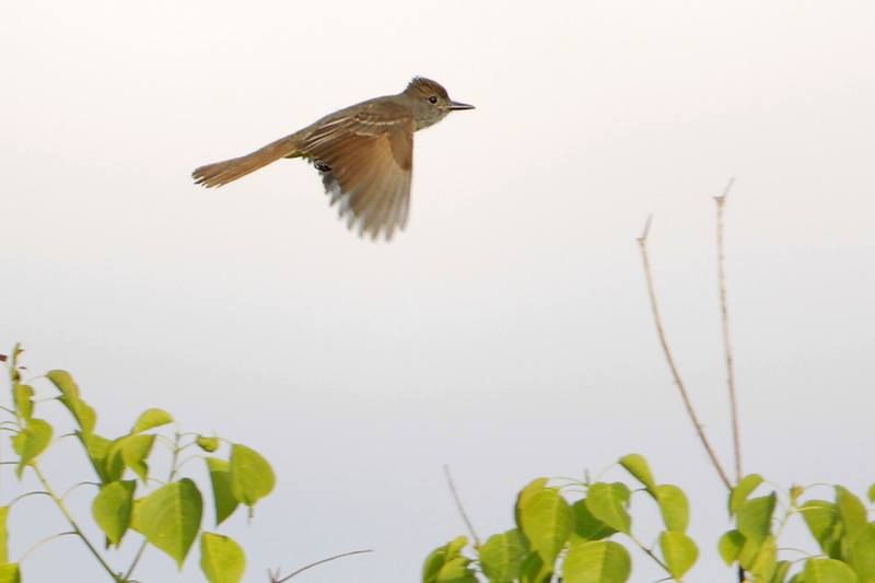 Great Crested Flycatcher