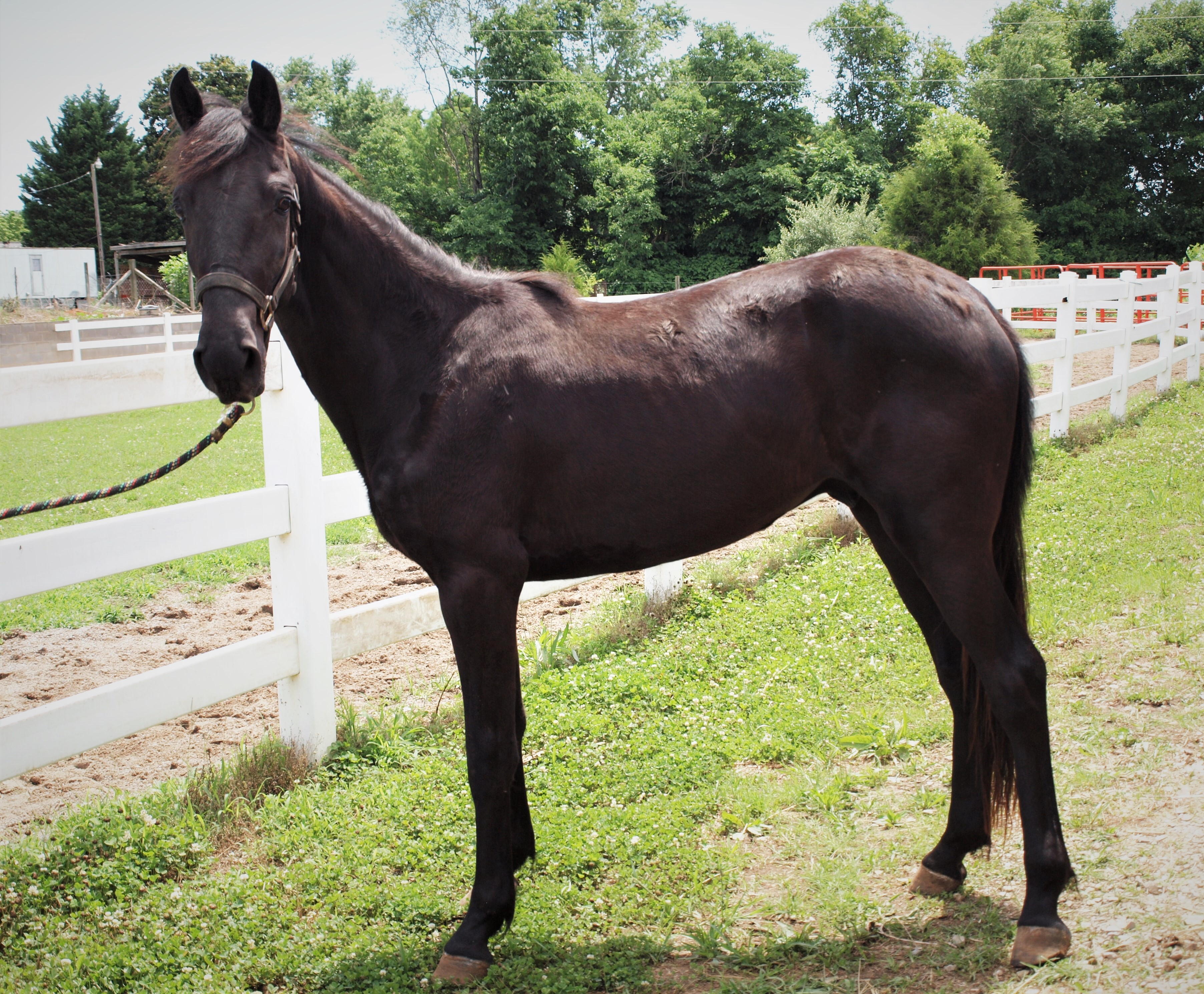 Horse Haven of Tennessee : Adopt : Equines for Adoption