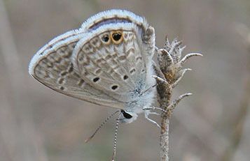 Ceraunus Blue on Blazing Star