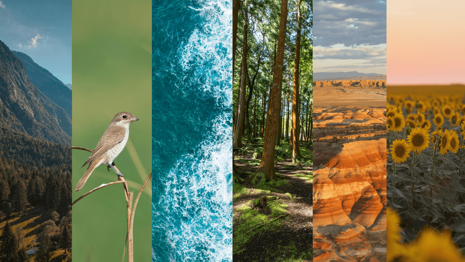 Image collage of nature (water, woods, desert, and flowers)