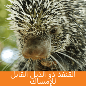 Prehensile-tailed porcupine