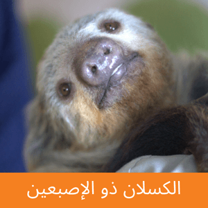 two-toed sloth
