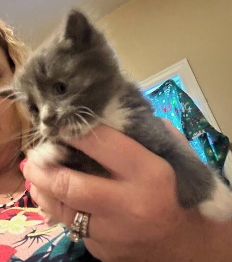 Digit - ADOPTION PENDING