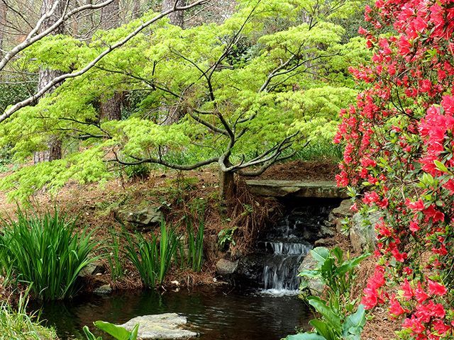 Japanese Maples Walk and Talk