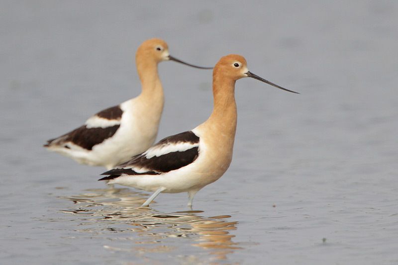 American Avocets