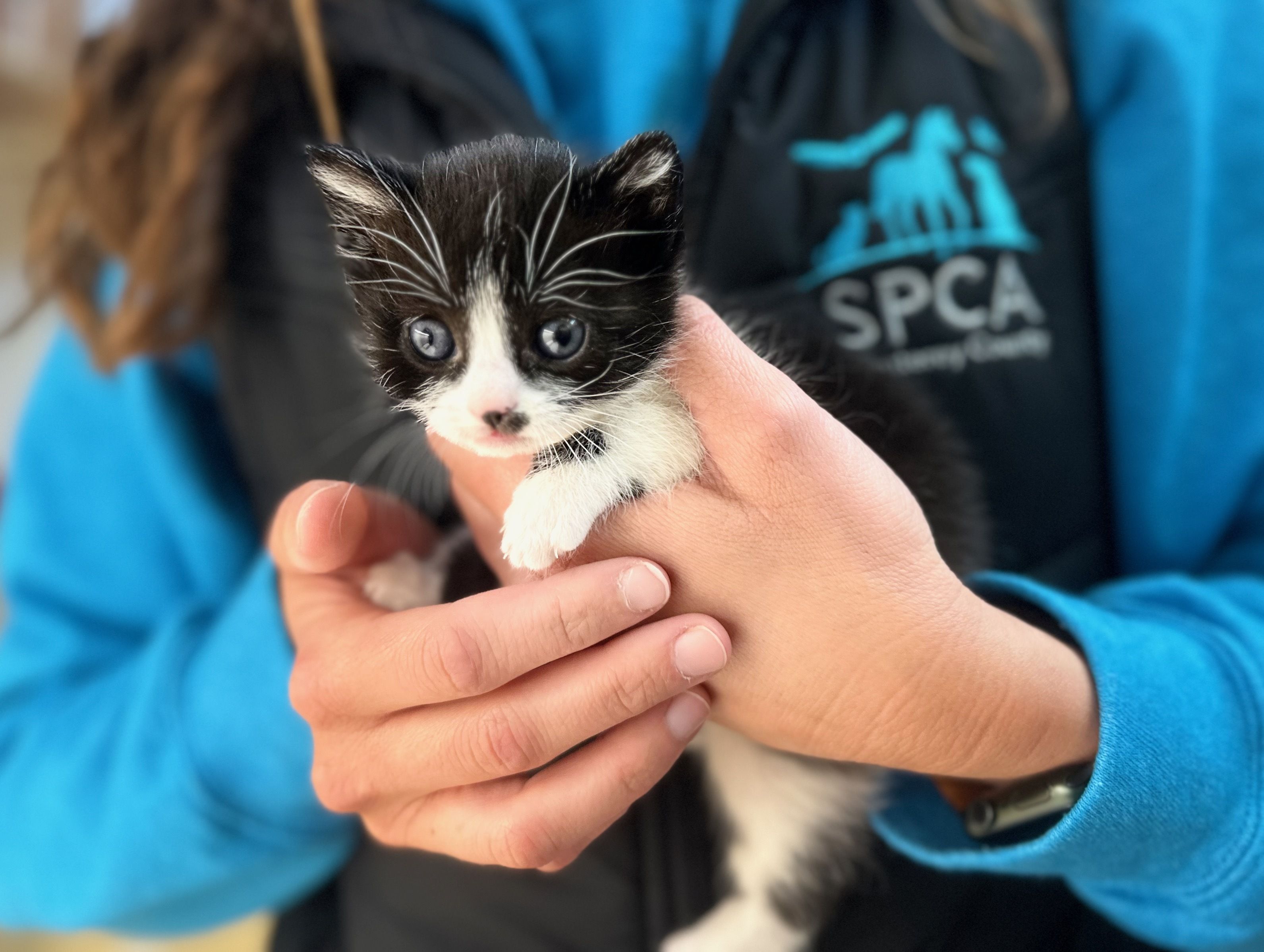 Adorable rescued SPCA kitten