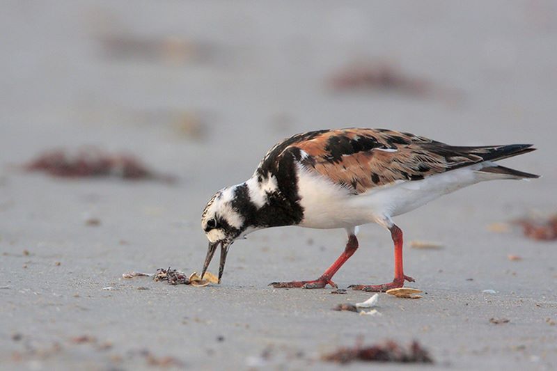 Ruddy Turnstone