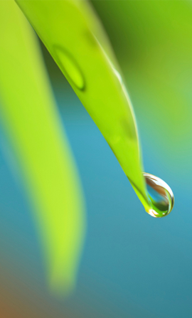 Image of a leaf and water droplet, which symbolize Colorprint's commitment to environmental responsibility in Burlingame, CA