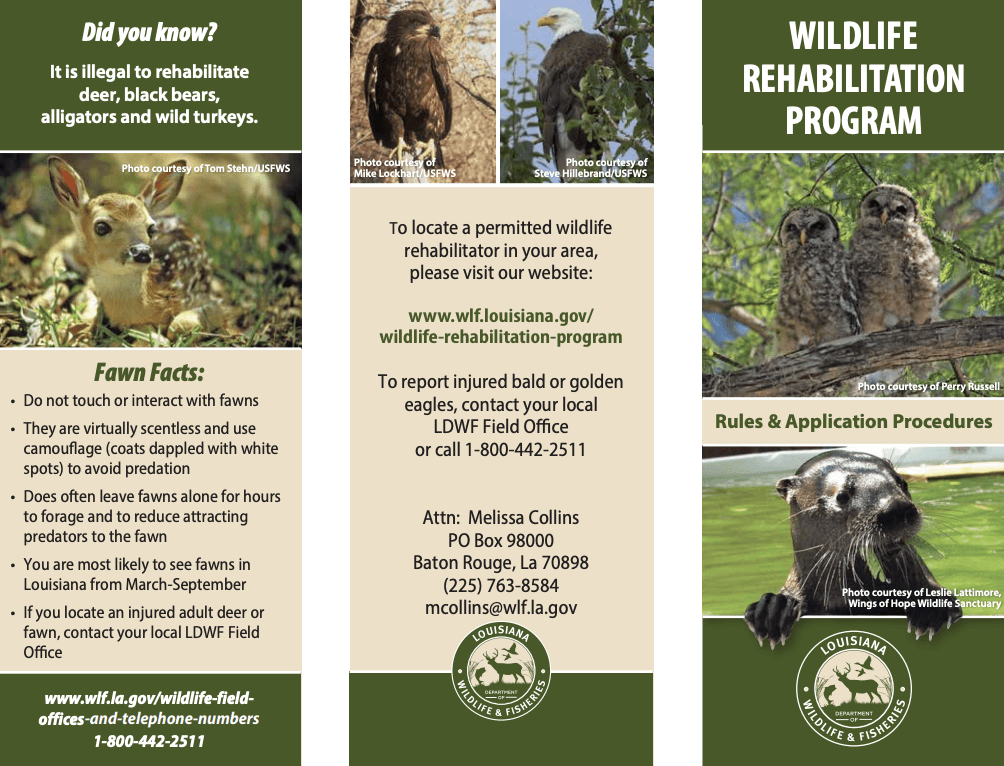 Wildlife Rehabilitation Program Brochure (PDF)