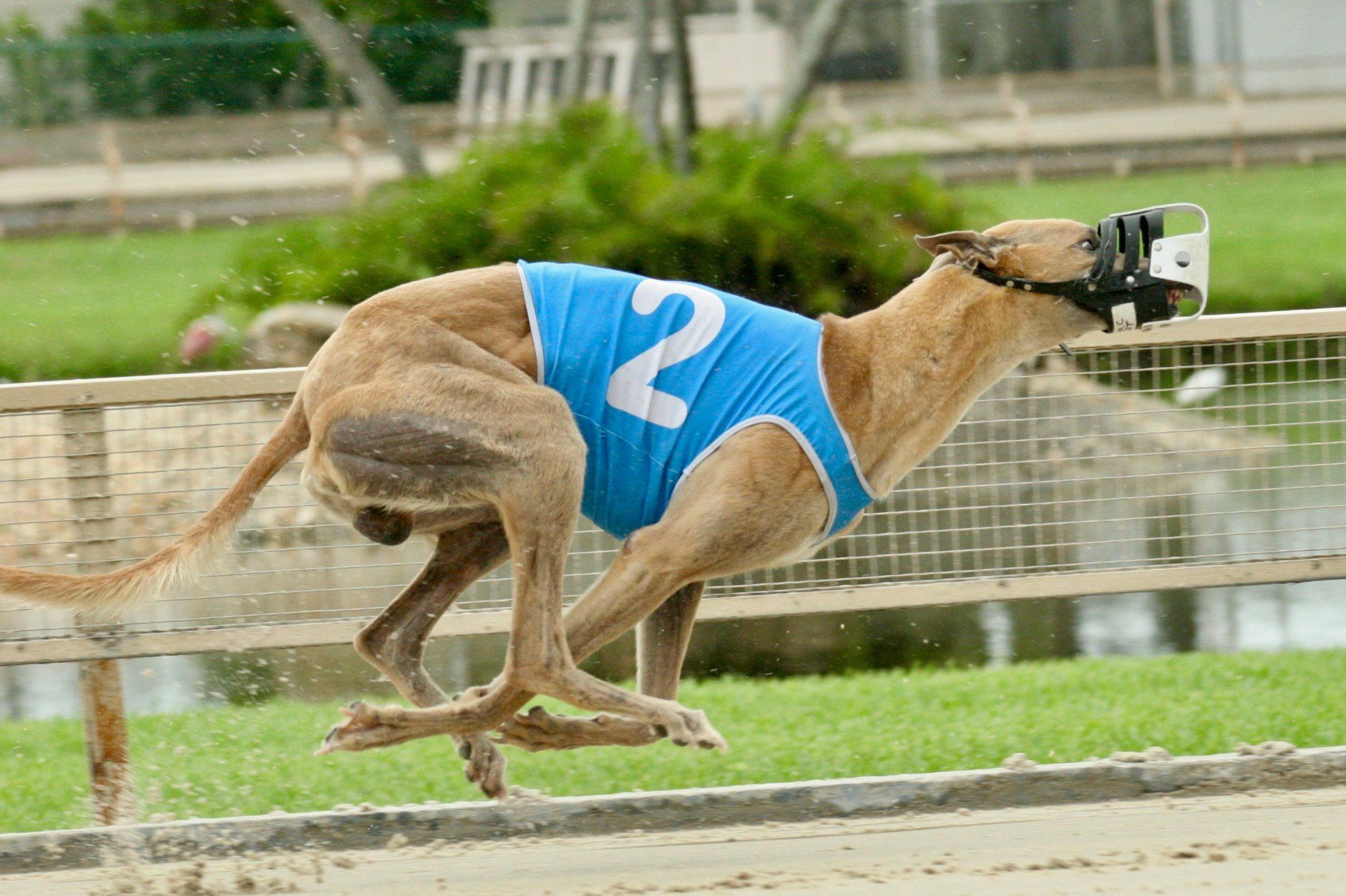 Greyhound racing on track