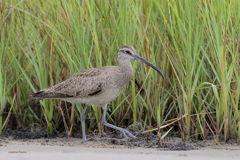 Hudsonian Whimbrel